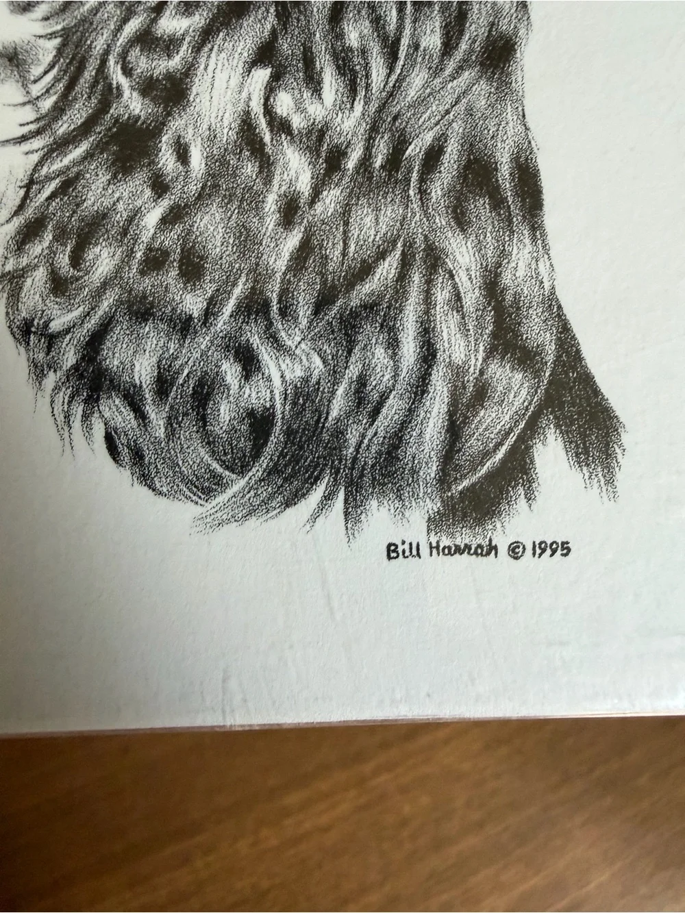 Springer Spaniel Dog Note Cards (8) Fine Art Drawing - Bill Harrah 1995